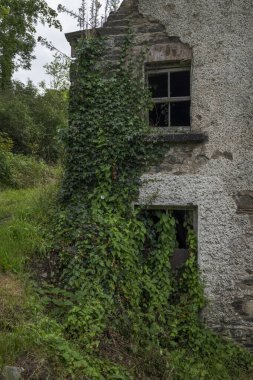 Terk edilmiş, endüstriyel bir binanın duvarında çökmekte olan taş ve tuğlalar, tahta pencereler ve yüzeye tırmanan sarmaşıklar var. Çürüme ve ihmal hissi uyandırıyor. Fotoğraf Inniskeen, County Monaghan, İrlanda 'da çekildi.