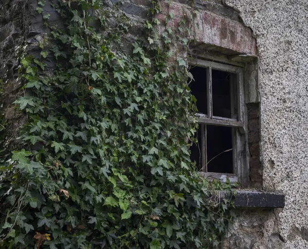 Terk edilmiş, endüstriyel bir binanın duvarında, sarmaşıklarla çevrili, çökmüş taş ve tuğla var. Çürüme ve ihmal hissi uyandırıyor. Fotoğraf Inniskeen, County Monaghan, İrlanda 'da çekildi.