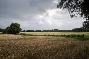 Ufukta ağaçlarla çevrili bulutlu bir gökyüzünün altındaki tahıl tarlası huzurlu bir kırsal alan oluşturuyor. Fotoğraf: Antrim İlçesi, Kuzey İrlanda, Avrupa