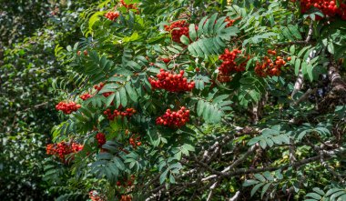 Rowan, Sorbus aucuparia, yeşil yapraklara karşı çarpıcı bir kontrastlık oluşturan parlak kırmızı dut kümeleri ve iğne yaprakları sergiliyor..