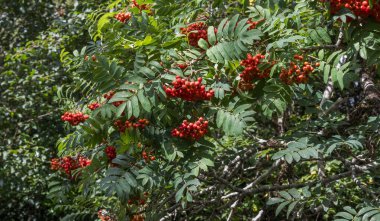 Rowan, Sorbus aucuparia, displays pinnate leaves and clusters of bright red berries, creating a striking contrast against the green foliage. clipart