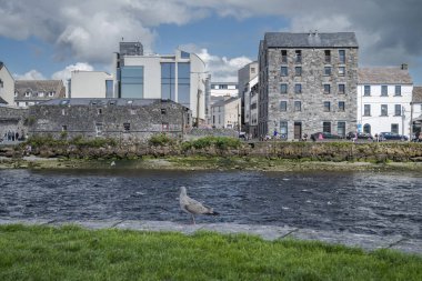 GALWAY, IRELAND - AUGUST 6, 2023:  An urban riverside scene in Galway, Ireland, with a mix of modern and older buildings in the background under partly cloudy skies clipart