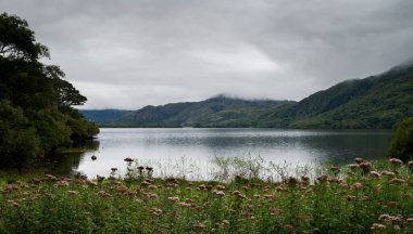 Lough Leane, İrlanda 'da sakin bir manzara, bulutlu bir gökyüzünün altında ormanlık bir kıyı şeridi, arka planda puslu tepeler, ve ön planda pembe çiçekler.
