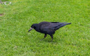 Bir kale, Corvus frugilegus, çimenli bir yüzeyde duruyor, parlak siyah tüylerini ve kalın gagasını sergiliyor. Fotoğraf Muckross, İrlanda 'da çekildi