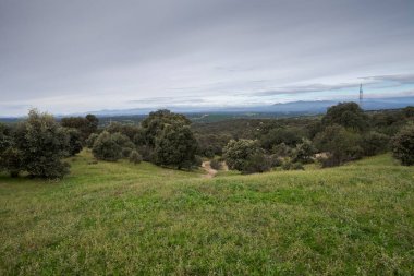 Monte del Pardo, Madrid, İspanya 'daki Holm Oak Ormanı' nda yeşil kaplı tepeler ve dağınık ağaçlar bulunuyor. Arka planda dağlar ve bulutlu bir gökyüzü huzurlu, doğal bir manzara yaratır.