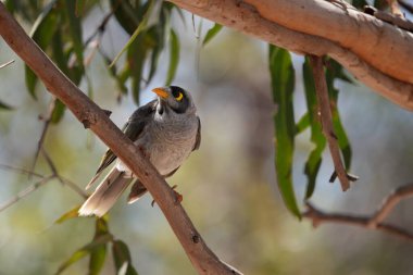 Bokeh arka planlı gürültücü madenci kuş ormanda