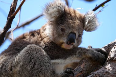 Sakız ağacında oturan bir koalanın yakın çekimi.