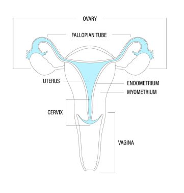 Minimalist Illustration of Parts of Female Reproductive Organ Including Ovaries, Fallopian Tube, Uterus, Endometrium, Myometrium, Cervix, and Vagina