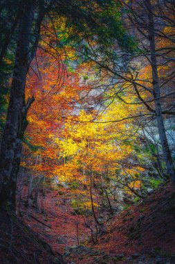 Ordesa ve Monte Perdido Ulusal Parkı 'ndaki ağaçlar