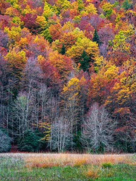 stock image Forest in Ordesa and Monte Perdido National Park