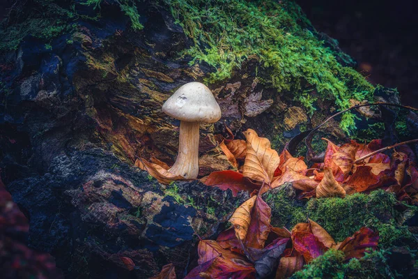 Mushroom Forest Ordesa Monte Perdido National Park — Stock Photo, Image