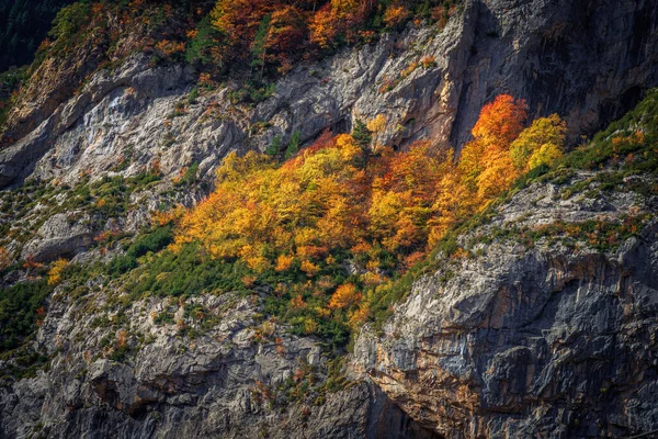 stock image Trees in Ordesa and Monte Perdido National Park