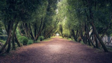 SAN SIMON Adası 'ndaki ağaçlar arasında yürü.