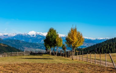 Savsat 'ta sonbahar manzarası. Artvin, Türkiye. Bazgiret Maden Köyü 'nde güzel bir sonbahar manzarası. Renkli sonbahar doğa manzarası, karlı dağlar arka planda.