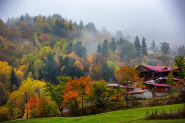 Savsat 'ta sonbahar manzarası. Artvin, Türkiye. Renkli ağaçlarla dolu güzel sonbahar manzarası.