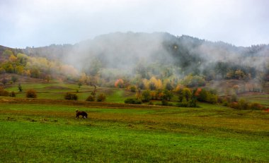 Savsat 'ta sonbahar manzarası. Artvin, Türkiye. Renkli ağaçlarla dolu güzel sonbahar manzarası.