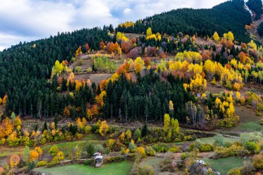 Savsat 'ta sonbahar manzarası. Artvin, Türkiye. Renkli ağaçlarla dolu güzel sonbahar manzarası.
