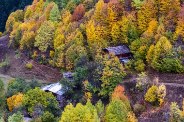 Savsat 'ta sonbahar manzarası. Artvin, Türkiye. Renkli ağaçlarla dolu güzel sonbahar manzarası.