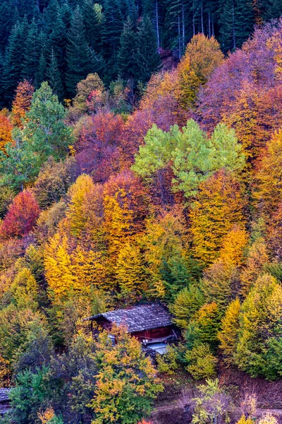 Savsat Sonbahar Manzarası Artvin Türkiye Renkli Ağaçlarla Dolu Güzel Sonbahar — Stok fotoğraf