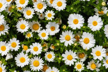 Daisy, papatya çiçeği. Güzel papatya arka plan.