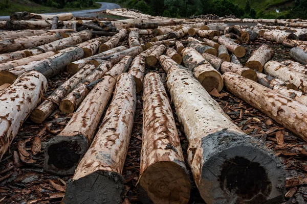 森の中に松の木の木の丸太 木材産業のための木ログ — ストック写真