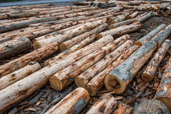 Wooden Logs Pine Trees Forest Tree Logs Timber Industry — Stock Photo, Image