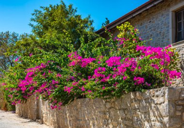 Türkiye 'nin Mugla kentindeki Eski Datca Bölgesi. Eski Datca Bölgesi 'nin tipik nostaljik taş evleri. Datca, Mugla. Begonville ile güzel bir sokak manzarası.
