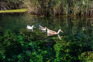 Ula 'nın Akyaka ilçesine bağlı Azmak Nehri, Mugla, Türkiye. Azmak Nehri 'nin havadan görünüşü. Doğal akvaryum.