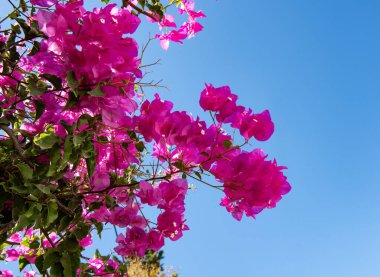 Datca 'dan Bougainvillea çiçekleri. Mugla, Türkiye.