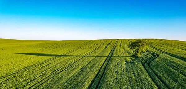 Lonely Tree Nature Tree Green Fields Wheat Blue Sky Magnificent Imagen De Stock