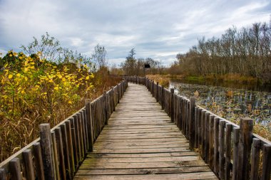Acarlar Floodplain Ormanı (Türkçe: Acarlar Longozu) Karasu 'da bulunan bir sel yatağı ormanı. Sakarya, Türkiye.