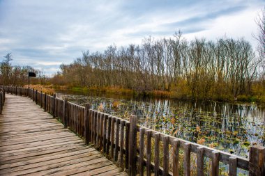 Acarlar Floodplain Forest (Turkish: Acarlar Longozu) is a floodplain forest located in Karasu. Sakarya, Turkey. clipart