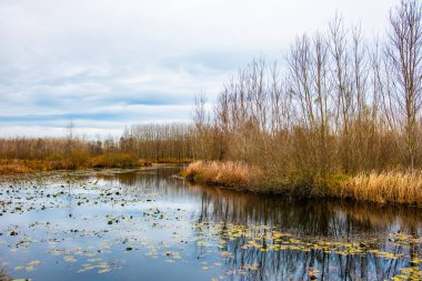 Acarlar Floodplain Ormanı (Türkçe: Acarlar Longozu) Karasu 'da bulunan bir sel yatağı ormanı. Sakarya, Türkiye.