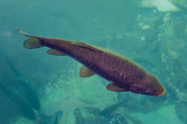 Balikligol 'da balık. Şanlıurfa, Türkiye. Halil-ur Rahman Gölü. Sazan balıkları gölde kutsal kabul edilir..