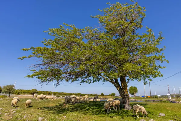 Koyunlar ağacın etrafında otluyor. Doğadaki küçük sığırlar.