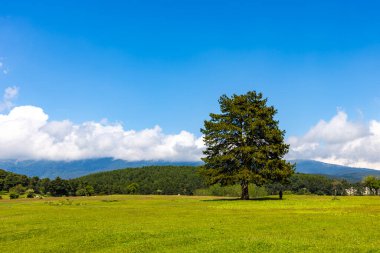 Keles Bölgesi 'nde Kocayayla Platosu. Bursa, Hindi. Bursa şehrinin güzel yaylası.