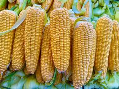 Taze mısır. Bir pazarda sergilenen tatlı mısır.