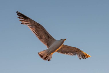 Mavi gökyüzü arka planına sahip uçan martı.