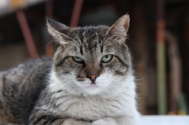 Sokakta kedi portresi fotoğrafı. Gözlerine ve yumuşak kürk dokusuna odaklanmış evcil bir kedinin yakın plan portresi..