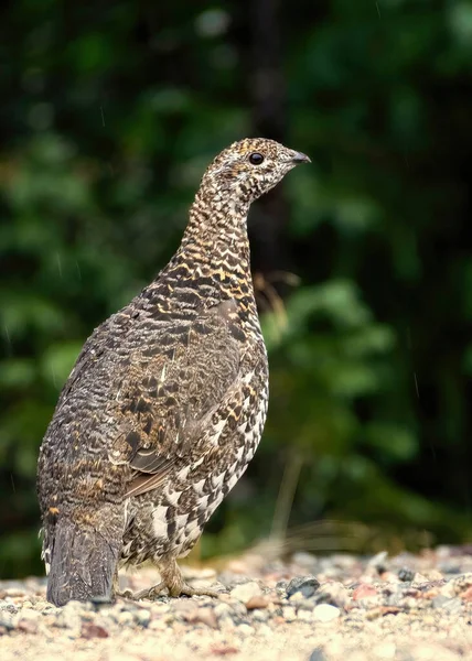 Dişi ladin tavuğu (Falcipennis canadensis) yağmurda yeşil bir zeminde, çakıl zeminde