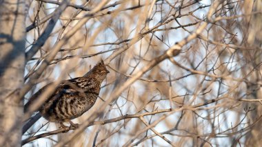 Dişi yakutlar (Bonasa umbellus) sonbaharda günbatımında bir ağaca tünemiş tavuklar