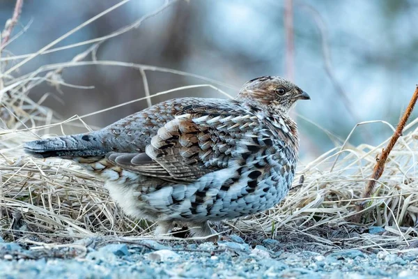 Dişi yakutlu orman tavuğu (Bonasa umbellus) çakıl üzerinde, kuru çimlerin önünde, alacakaranlıkta, mavi saatte