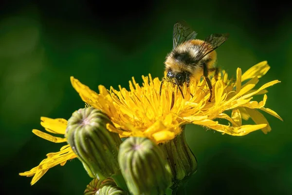 头戴花粉的大黄蜂在蒲公英上觅食 阳光灿烂 图库照片