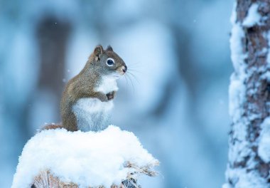 Kızıl sincap (Sciurus vulgaris) bir kütük üzerinde karda oturuyor