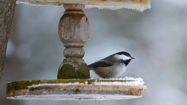 Black-capped Chickadee (Poecile atricapillus) perched on wooden bird feeder with frost, winter scene