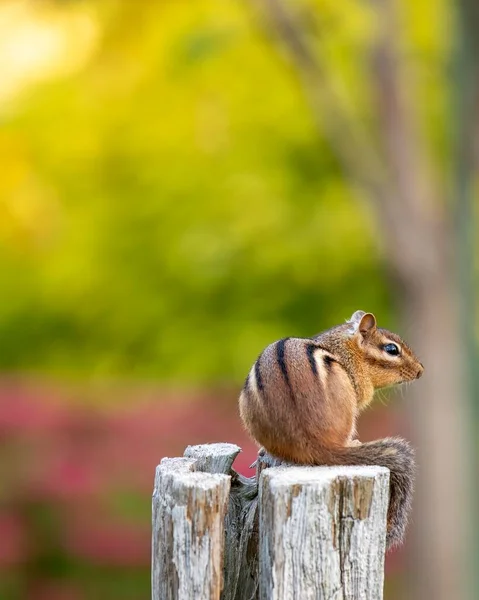 Eastern chipmunk (Tamias striatus) sitting on an old wooden post in a public park