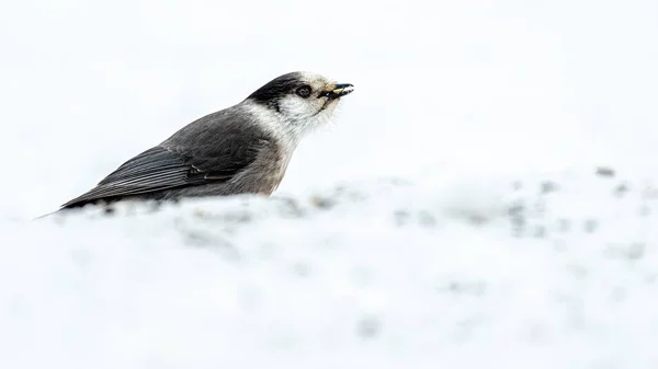 Canada jay (Perisoreus canadensis) eating seeds in the snow on the ground, high key