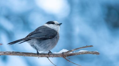 Canada jay (Perisoreus canadensis) perched on a branch and looking back, winter scene, close up