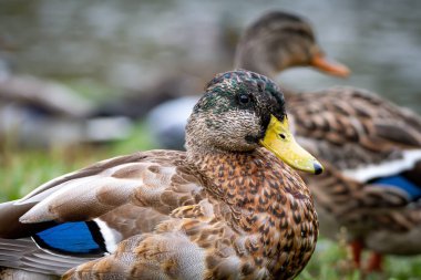 Moulting of a young male mallard duck (Anas platyrhynchos) clipart