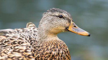 Portrait of a female mallard duck (Anas platyrhynchos) on the shore and looking at the camera